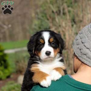 Nala, Bernese Mountain Dog Puppy